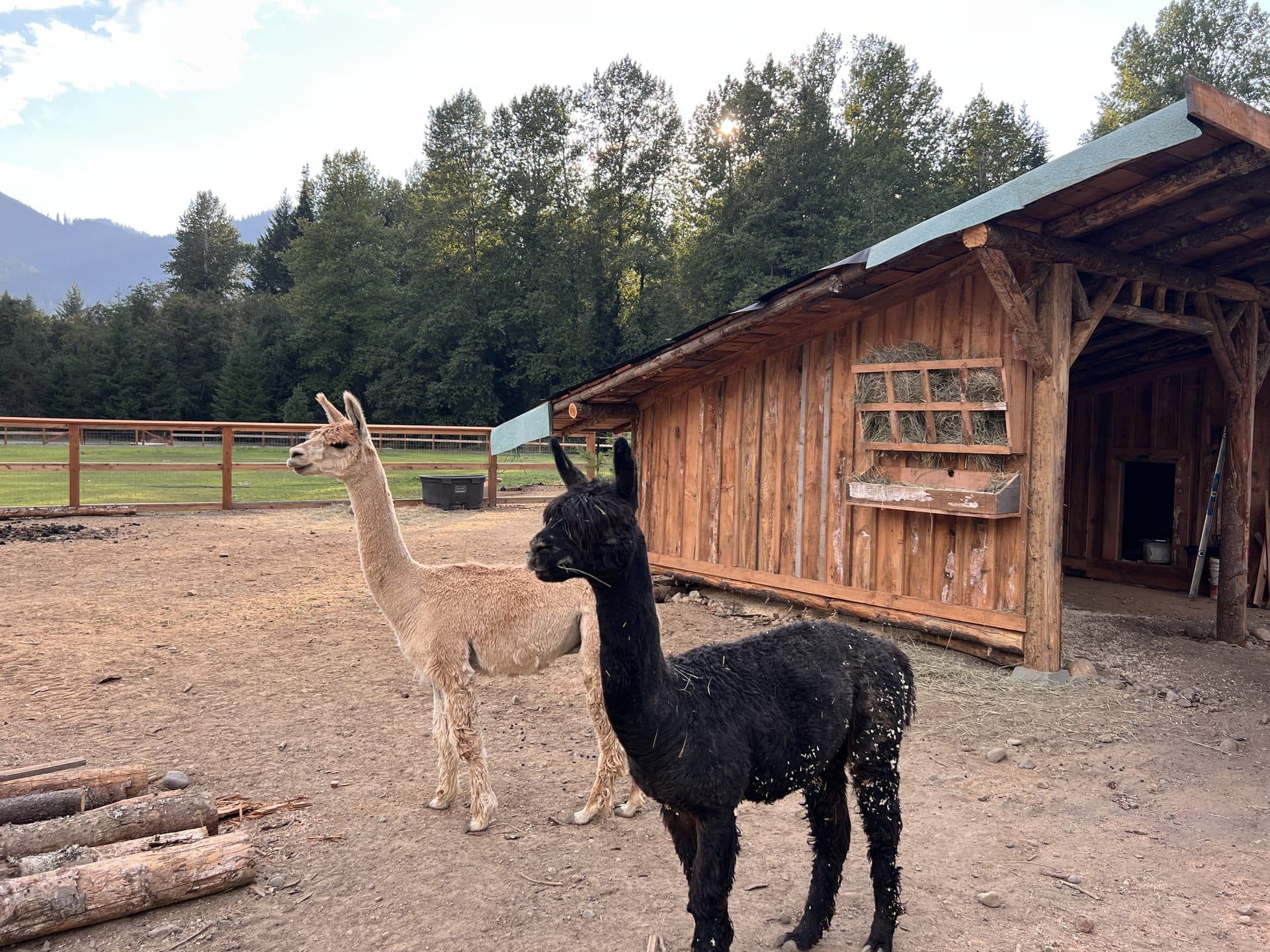 Two alpacas by the barn with mountain views behind