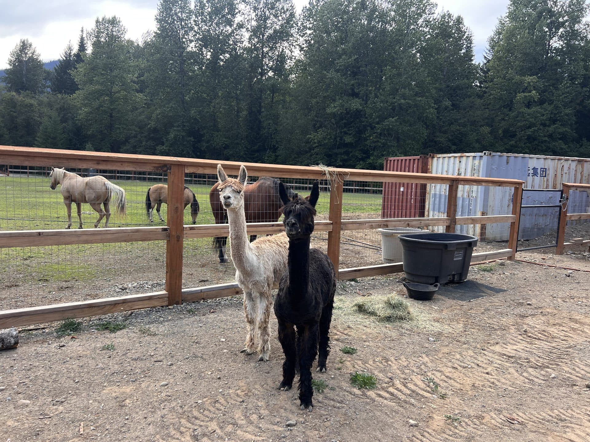 Alpacas and horses in the pasture at Alpine Lakes Lodge