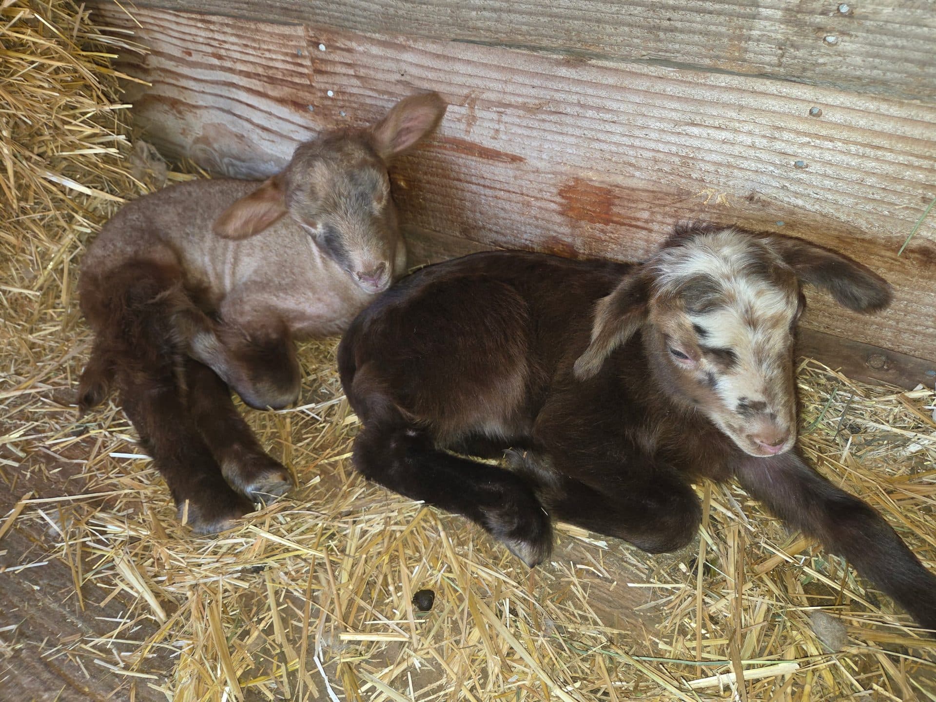 Baby lambs resting in straw at Alpine Lakes Lodge