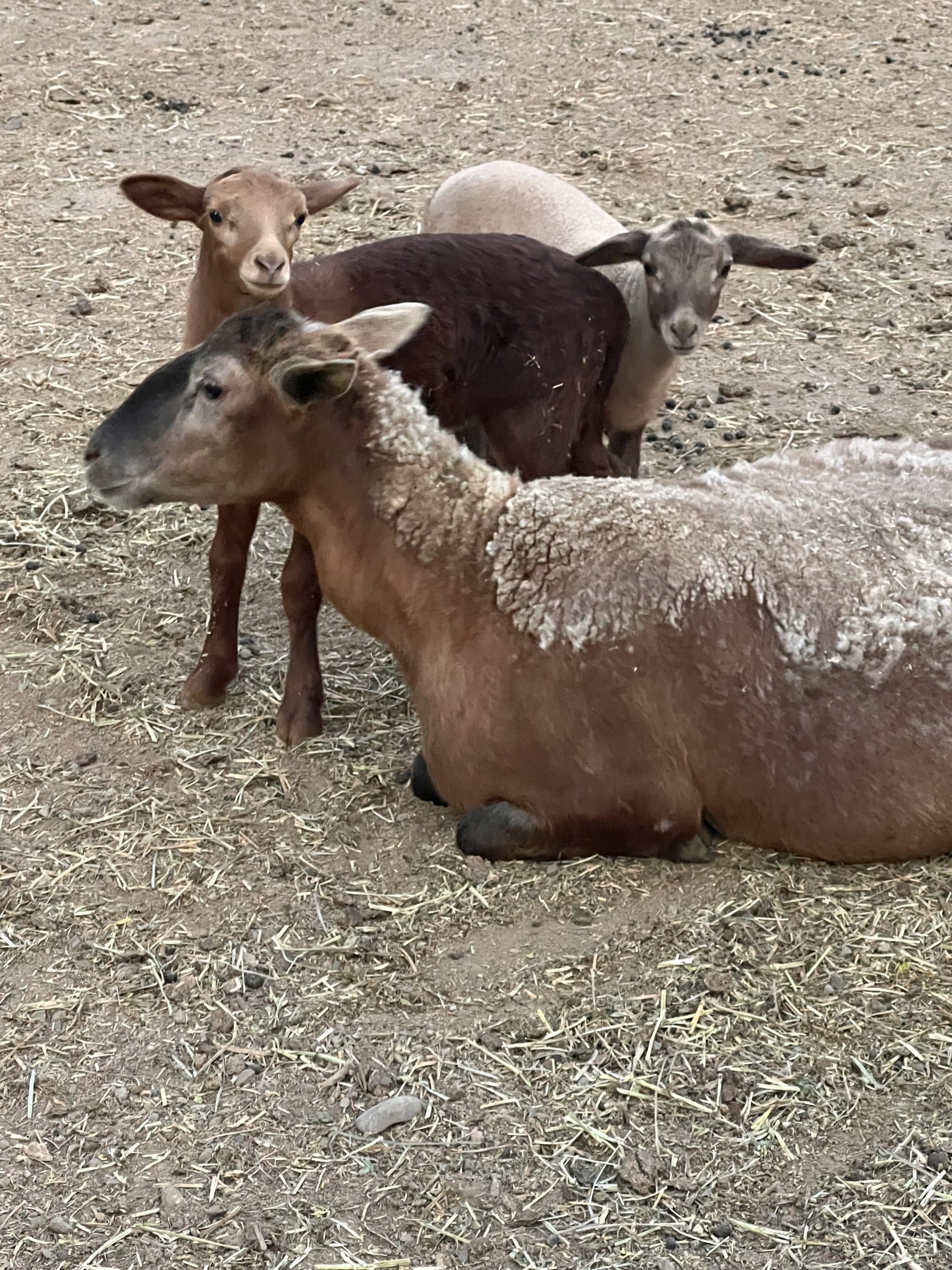 Wild elk visiting the Alpine Lakes Lodge property