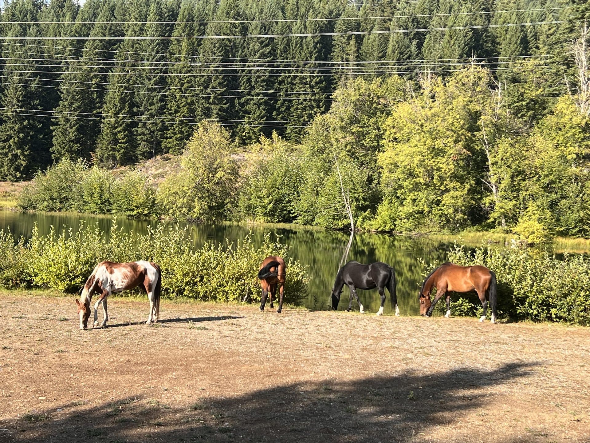 Horses grazing near the lake with forest behind