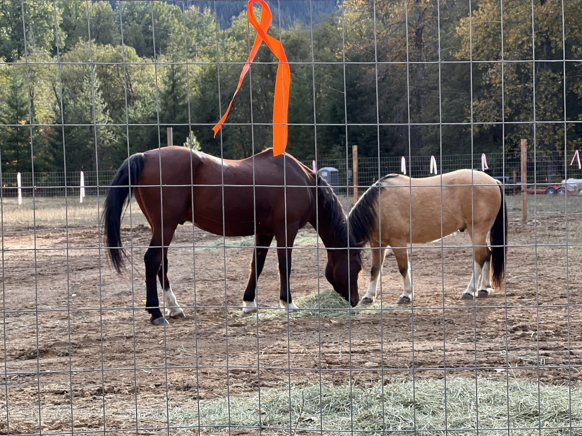 Two horses through the fence at the corral