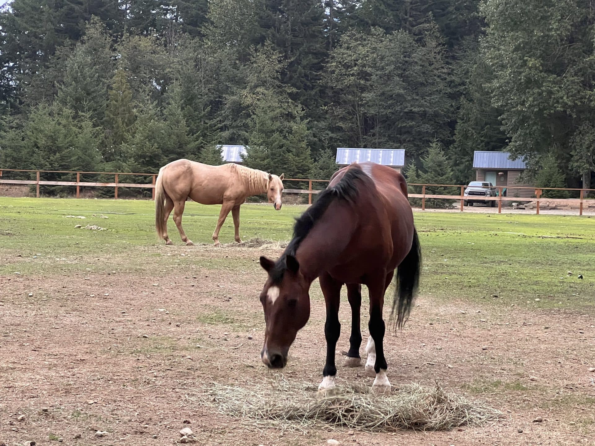 Horses grazing in the green pasture surrounded by forest