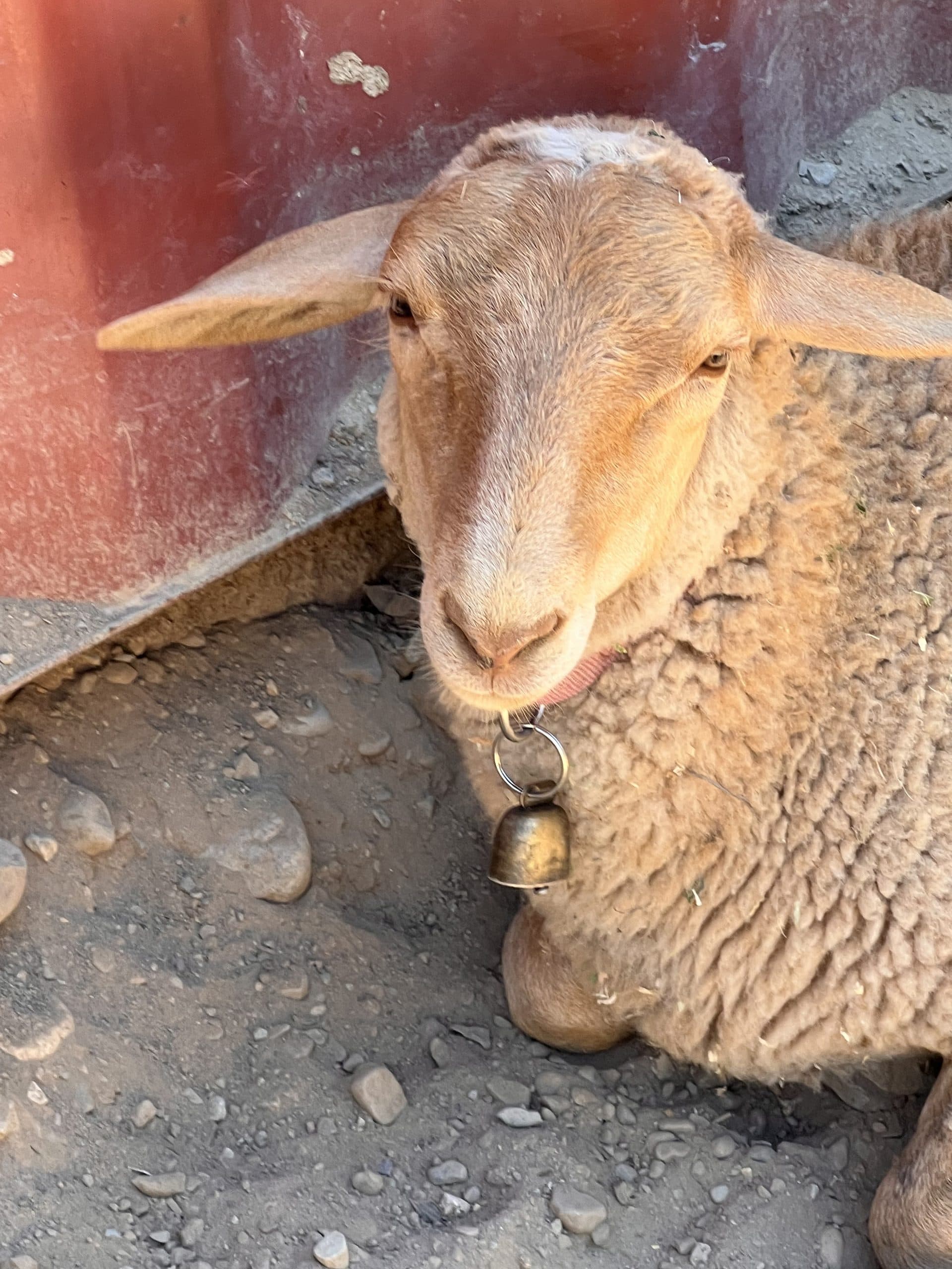 Sheep close-up with bell at Alpine Lakes Lodge