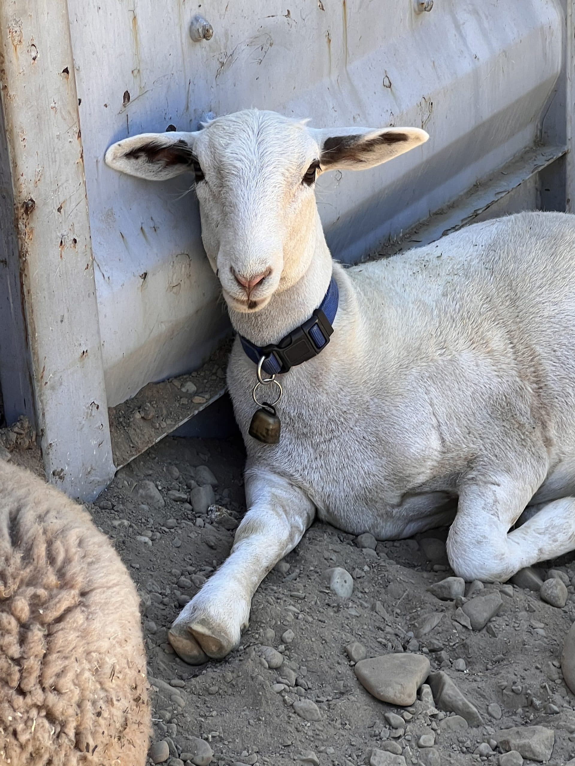 White sheep resting by the corral
