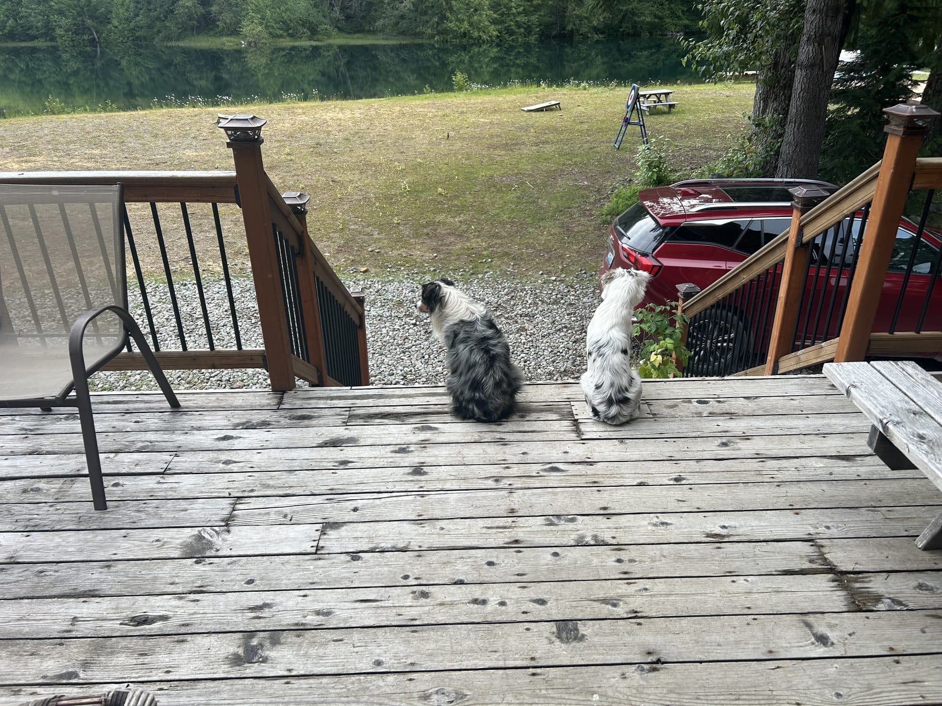 Dogs on the lodge deck looking out toward the lake
