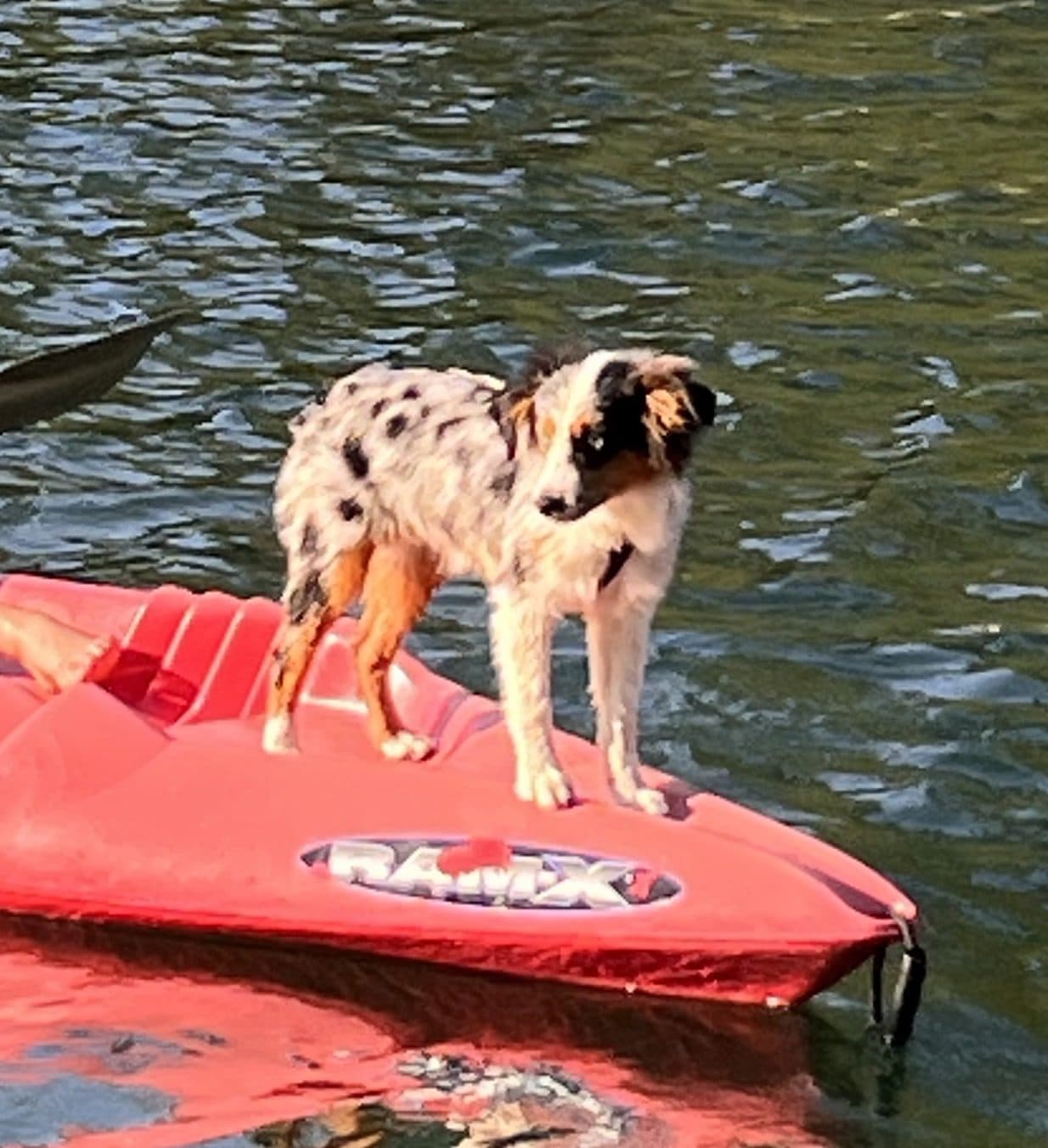 Dog standing on kayak in the private lake